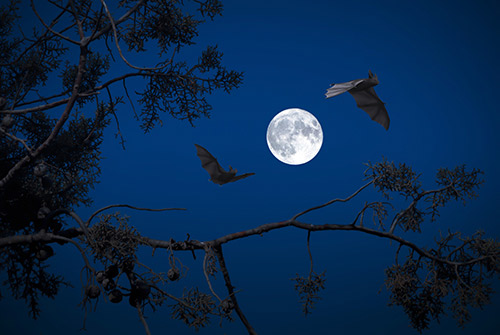 הרחקת עטלפים