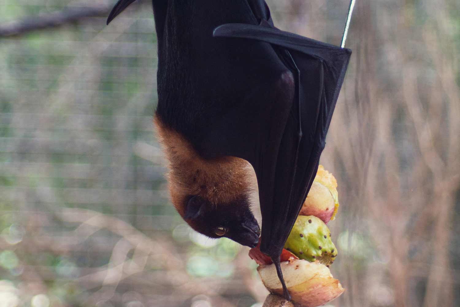 עטלף אוכל פירות